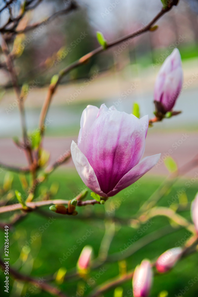 Flowers at the springtime Flowers at the springtime