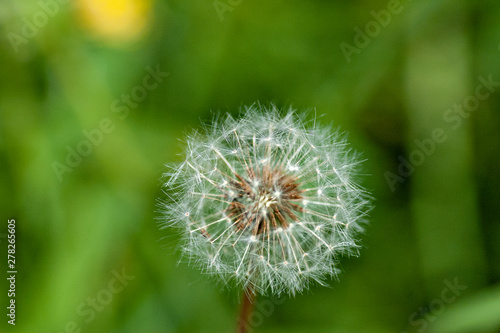 Fluff of dandelion flower in Japan