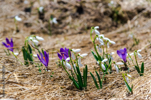 Wild spring flowerrs photo