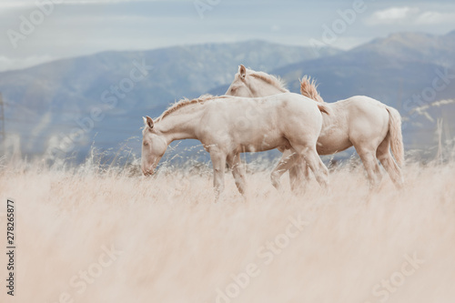family of white horses eating in the grass in the middle of nature © Sergio