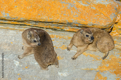 Two Cape hyraxes warming up on the rock in the Tsitsikamma National Park in South Africa