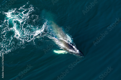 Aerial view of huge humpback whale, Iceland, Europe.