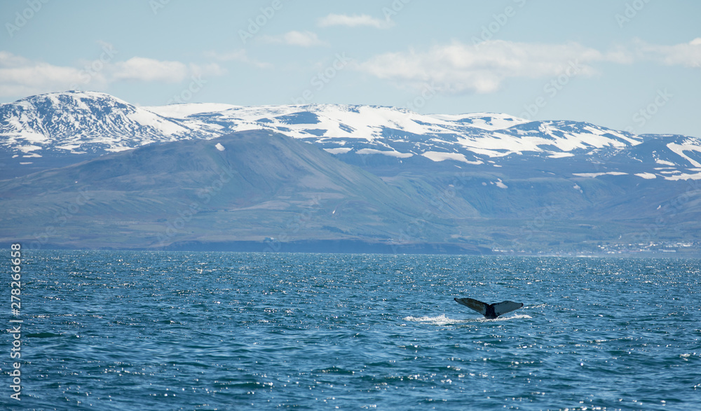 huge humpback whale (Megaptera novaeangliae) seen from the boat near capital of whales Husavik, Iceland, Europe.