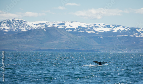 huge humpback whale (Megaptera novaeangliae) seen from the boat near capital of whales Husavik, Iceland, Europe. © Lukas Gojda