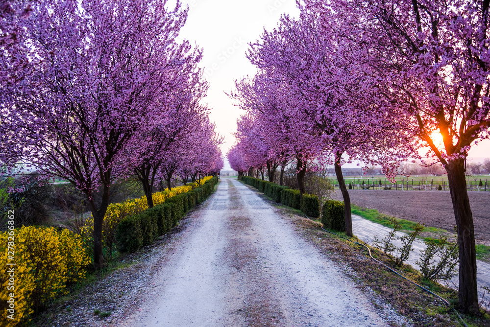 Naklejka premium Spring flowers trees