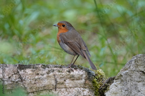 Rotkehlchen auf einer Mauer photo