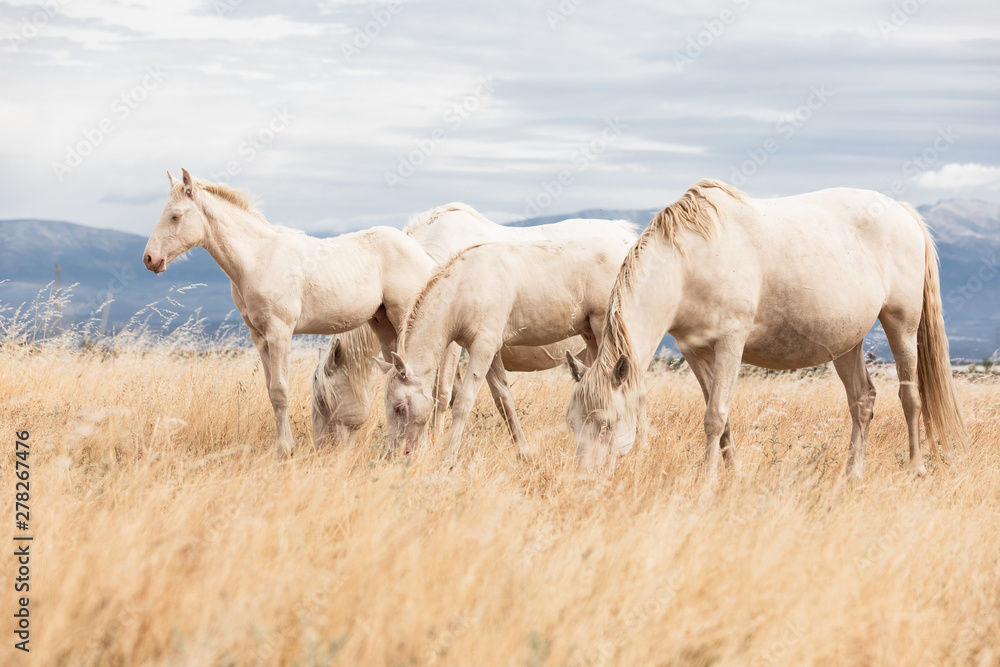 family of white horses eating in the grass in the middle of nature family of white horses eating in the grass in the middle of nature