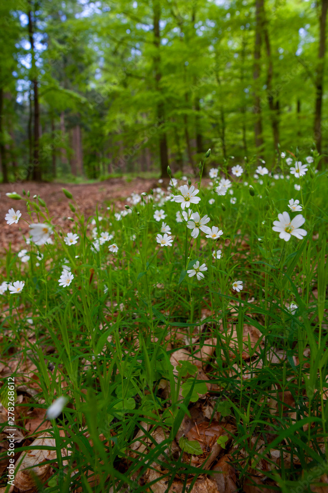 Forest Germany. East Friesland. Ost Friesland Forest Germany. East Friesland. Ost Friesland