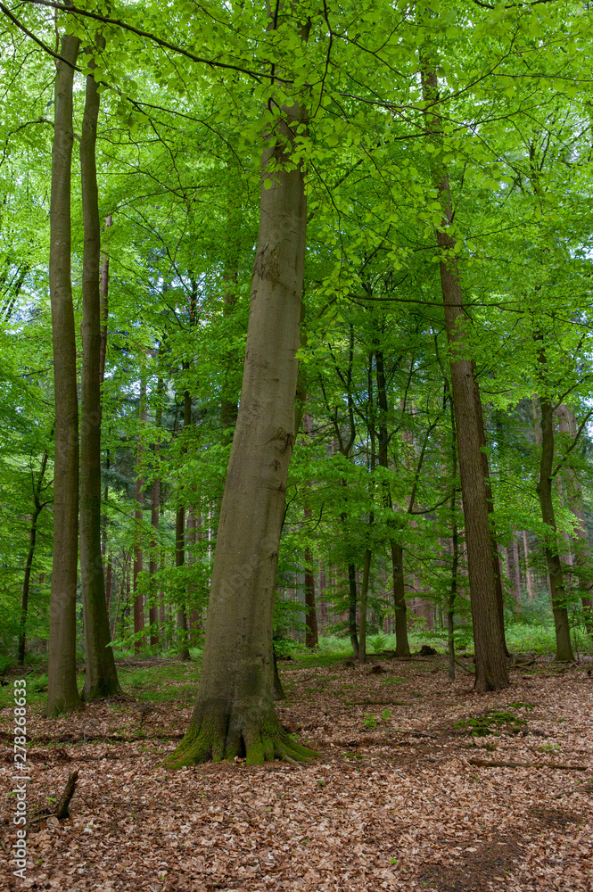 Forest Germany. East Friesland. Ost Friesland Forest Germany. East Friesland. Ost Friesland