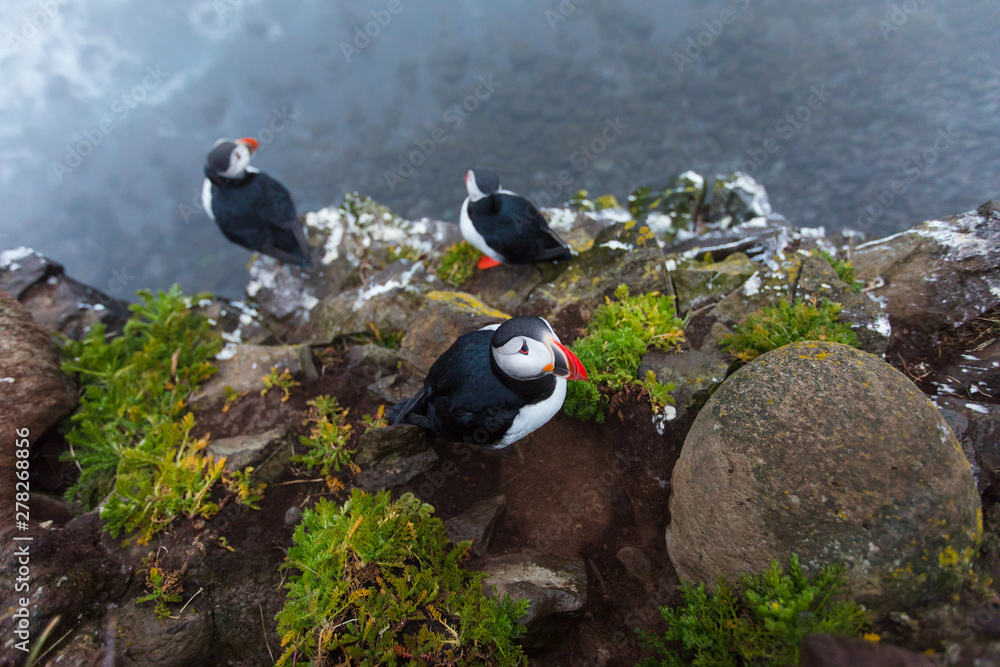 Fototapeta premium Puffins on the rocks at latrabjarg Iceland, close-up.