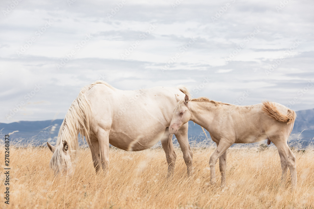 Fototapeta premium family of white horses eating in the grass in the middle of nature