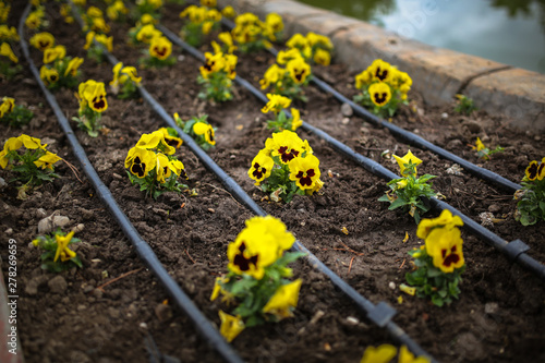 yellow pansy on flowerbed in park, drip irrigation