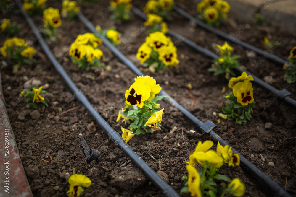 yellow pansy on flowerbed in park, drip irrigation yellow pansy on flowerbed in park, drip irrigation