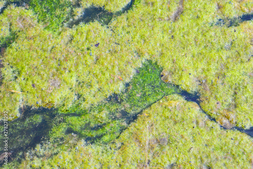 Fototapeta Naklejka Na Ścianę i Meble -  The surface of the reservoir is covered with green duckweed. Natural green abstract background.