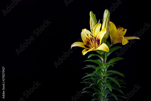 yellow asiatic lily flower with green leaf on black background photo