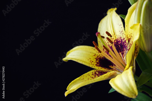 close up of yellow asiatic lily flower on black background photo