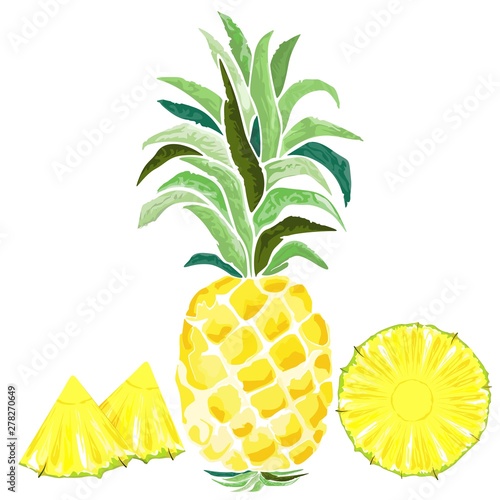 Pineapple and Slices Watercolor Style Vector illustration isolated on white