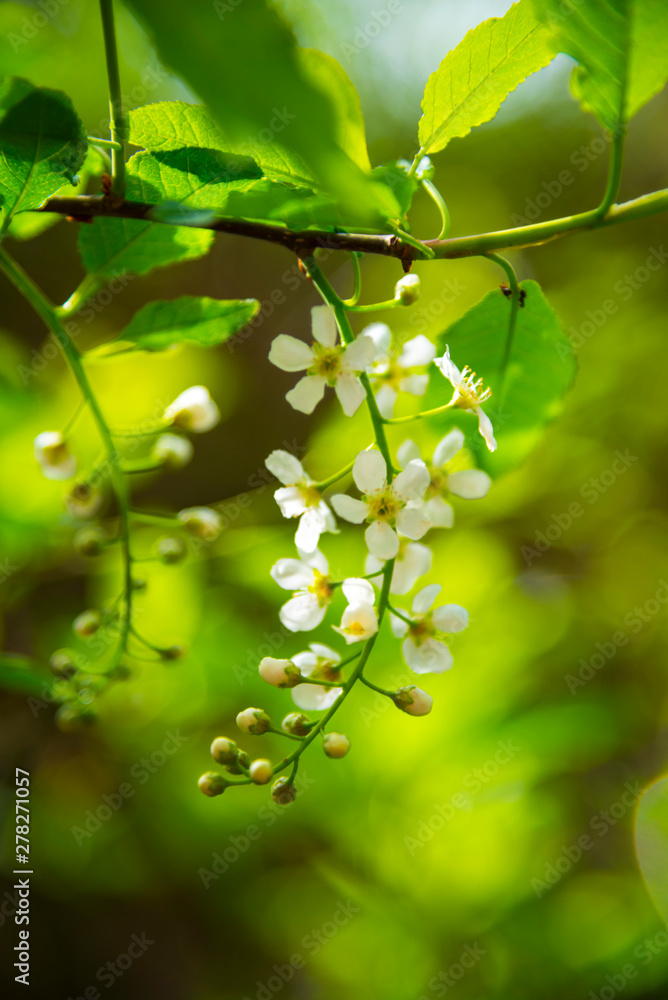 Flowers in the park