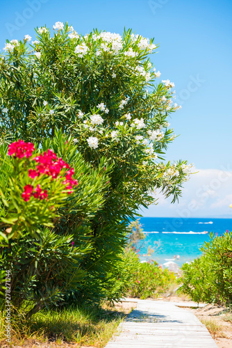 Flowers in Greece