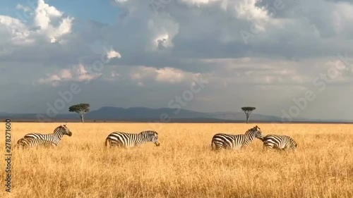 African grassland scenery