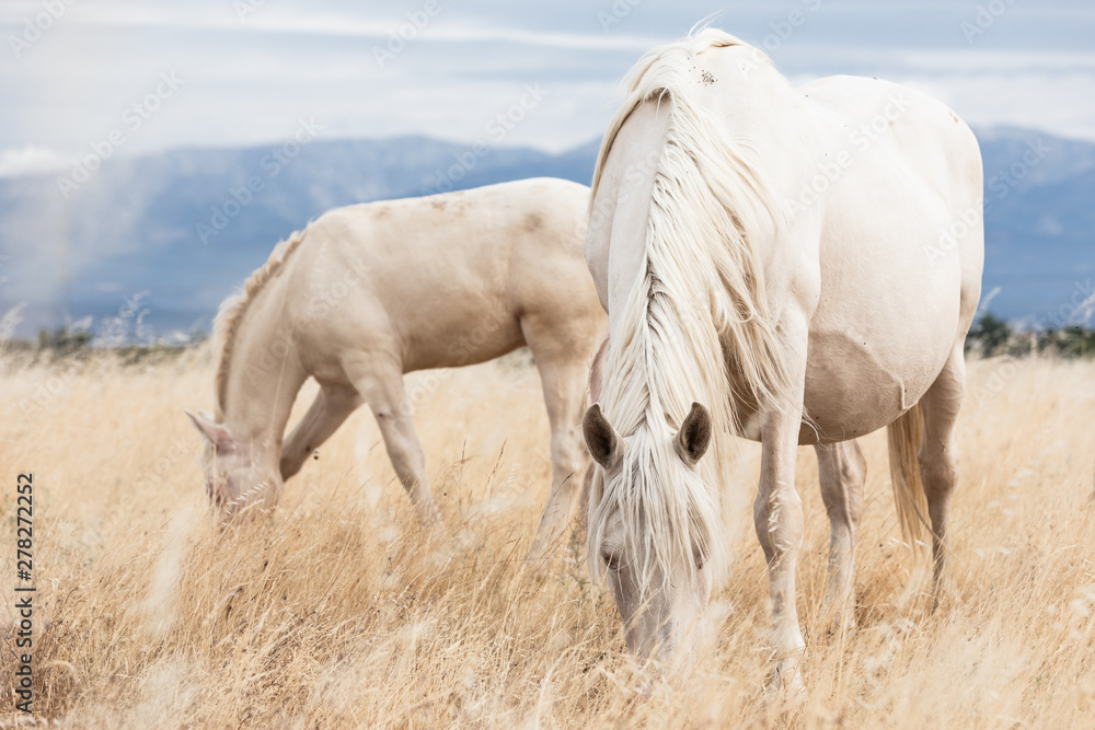 Naklejka premium family of white horses eating in the grass in the middle of nature