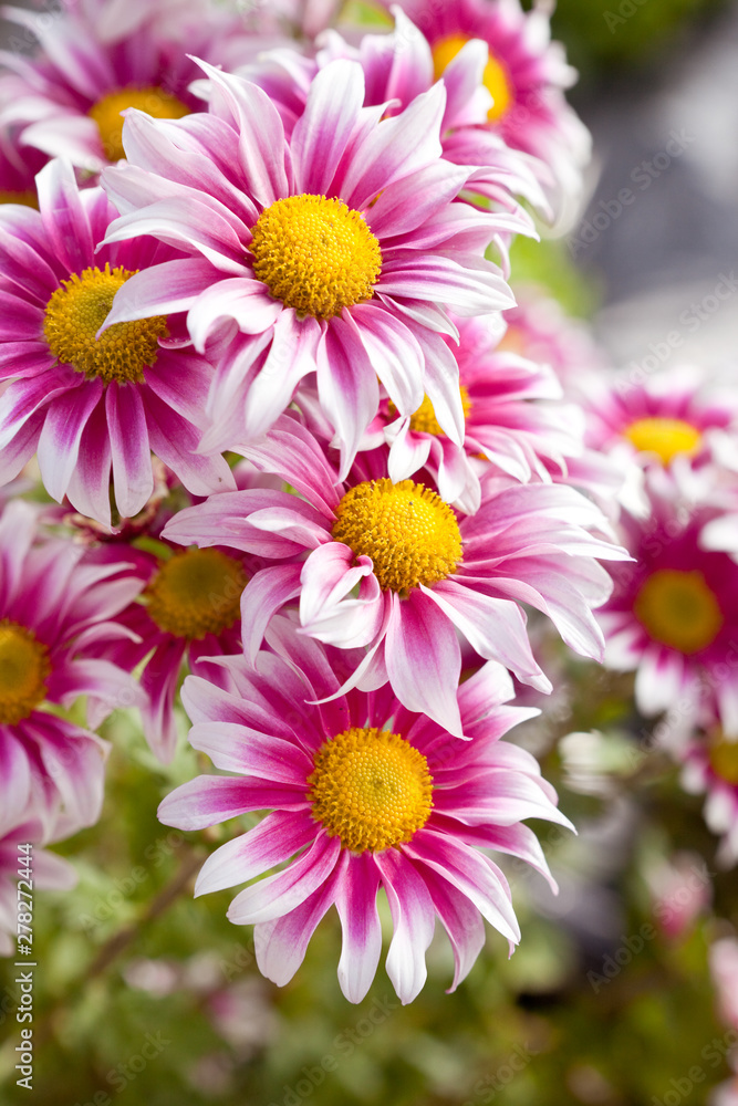 Fototapeta premium 数輪のキクの花