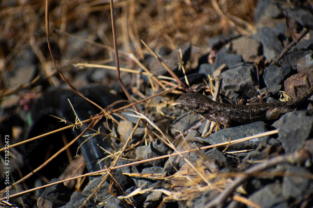 western fence lizard on the rocks western fence lizard on the rocks
