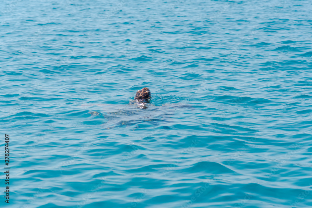 Fototapeta premium Turtle in the sea