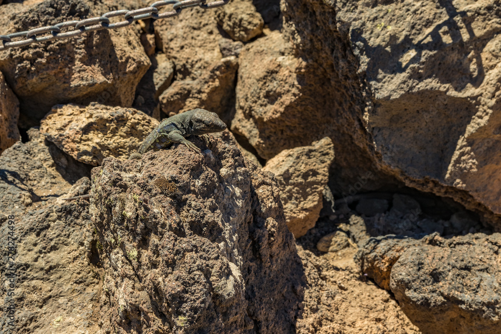 Canary lizard - Gallotia galloti is resting on volcanic lava stone. The lizard stares at the camera, close up, macro, natural background. National Park Teide, Tenerife, Spain