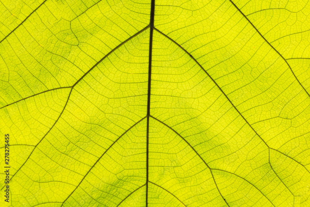 Obraz premium Background texture,line texture palm leaf. Green leaves plan leaf background. leaves under sunlight.Photo concept nature and texture.