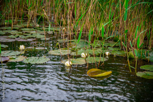 Danube delta landscape