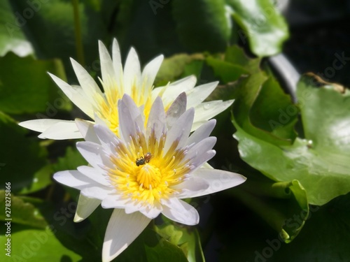 lotus in the pond