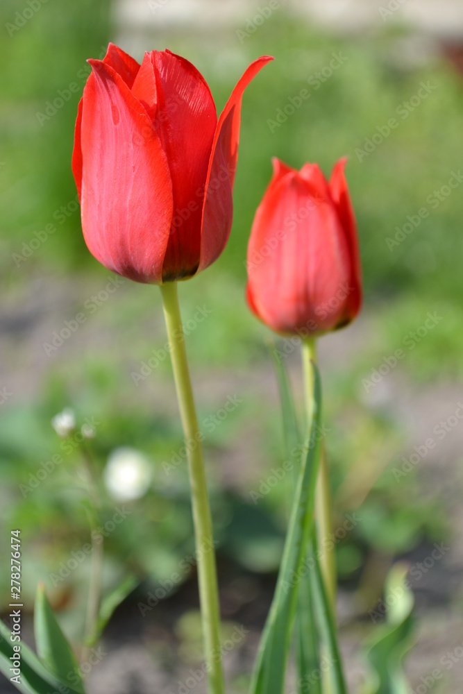 red tulips in the garden red tulips in the garden