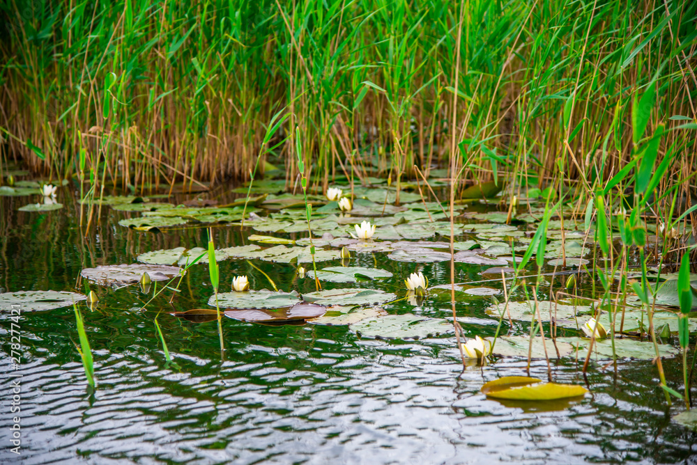Landscape in Danube Delta Landscape in Danube Delta