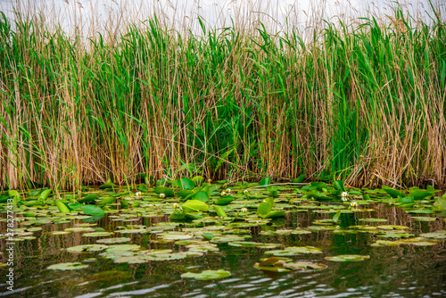 Landscape in Danube Delta