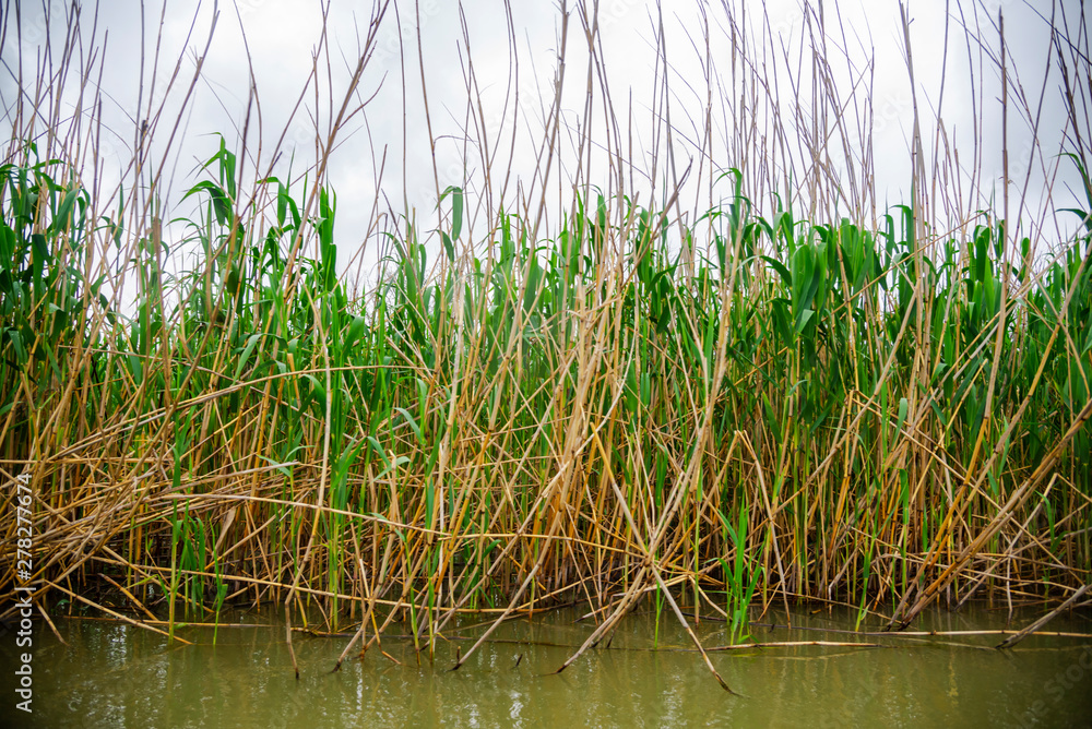 Obraz premium Danube delta landscape