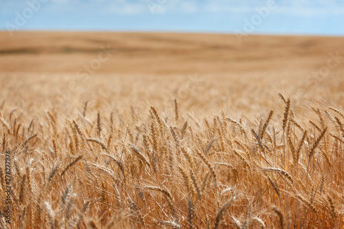 Bild auf Leinwand Closeup of Wheat Stalks in a Field of Eastern Washington State