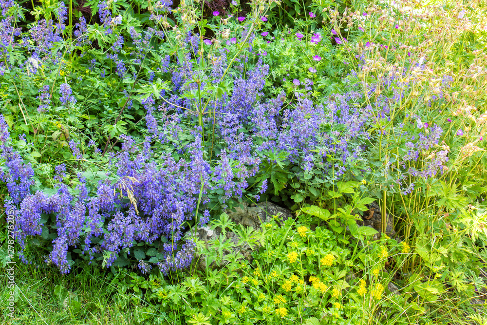 Obraz premium Blue Catmint in a Garden