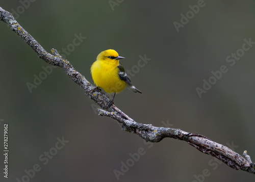 A bright yellow Blue-winged Warbler during spring migration perched on textured branch stands out against clean dark background. photo