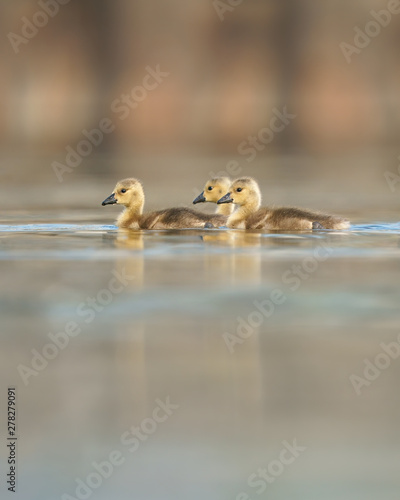 Three cute Canada Goose baby goslings swimming close to each other on calm water. © Ryan Mense