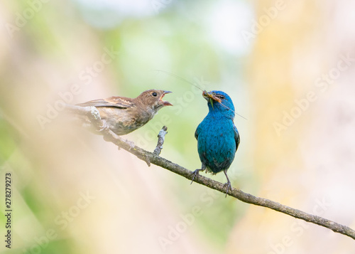 A bright blue Indigo Bunting feeds large insect while perched on twig in front of bright clean background.