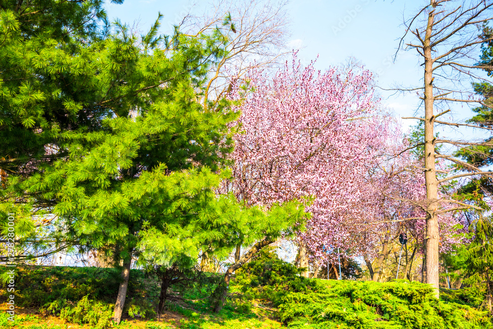Fototapeta premium Spring landscape