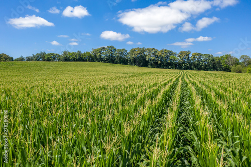 Field of Corn in Pennsylvania Farmland