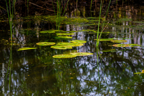 Danube Delta