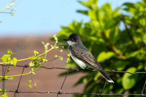 The eastern kingbird (Tyrannus tyrannus) sitting on fence