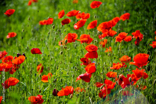 Beautiful poppies field