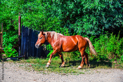Beautiful horse © Ivanica