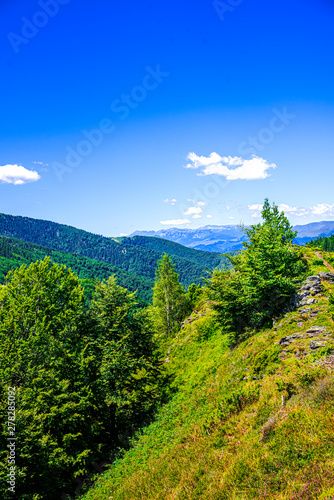 Summer landscape