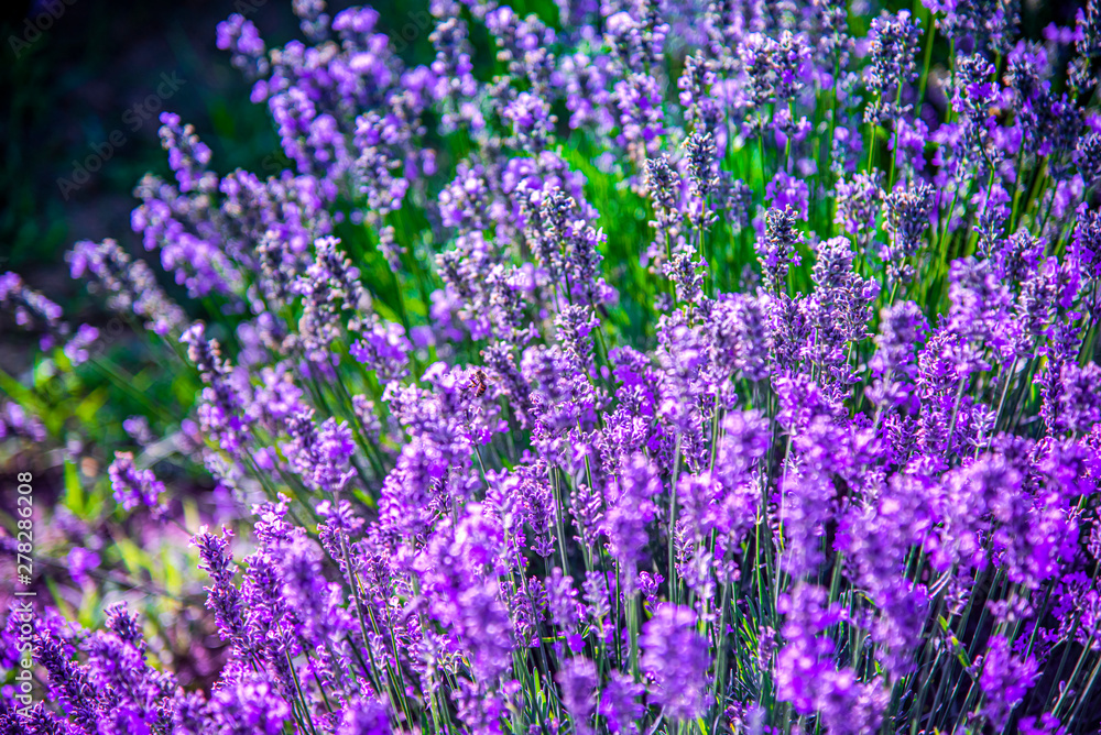 lavander field lavander field