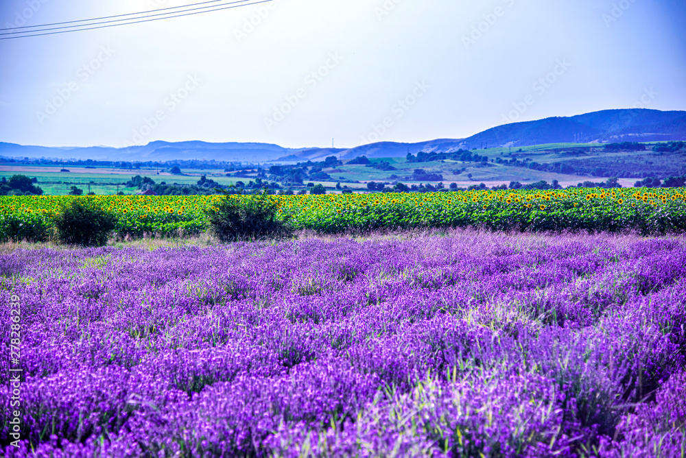 Obraz premium pole lawendy